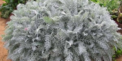 Cineraria: uzgoj iz sjemena, kada saditi + fotografija